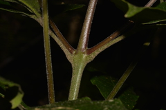 Acronychia pubescens