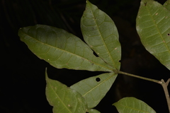 Acronychia pubescens