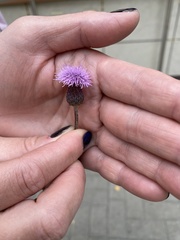 Cirsium arvense
