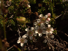 Leptospermum liversidgei