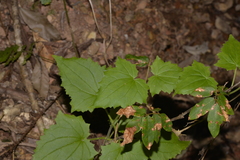 Lophospermum erubescens