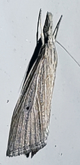 Eoreuma densellus