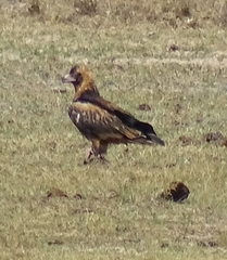 Hamirostra melanosternon