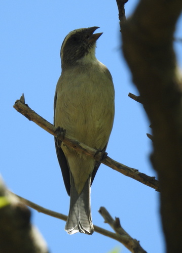 Streaky-headed Seedeater (Crithagra gularis), photo 4