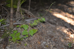 Lophospermum erubescens