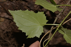 Lophospermum erubescens