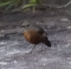 Rockwarbler photo 4