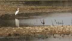 Egretta thula