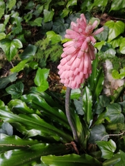 Veltheimia bracteata