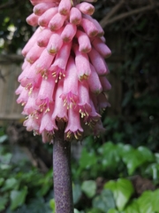 Veltheimia bracteata