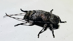 Sternidius mimeticus