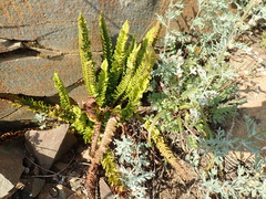 Polystichum kruckebergii