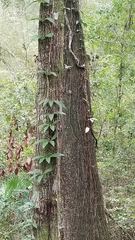 Bignonia capreolata image