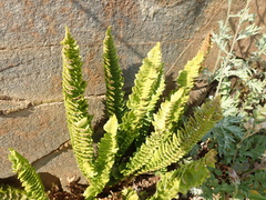 Polystichum kruckebergii