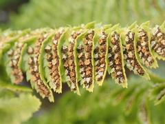 Polystichum kruckebergii