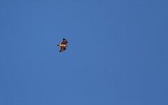 Buteo rufinus cirtensis