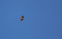 Buteo rufinus cirtensis
