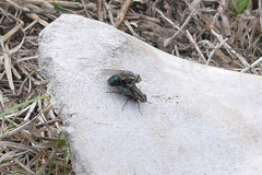 Sarconesia chlorogaster