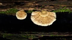 Fungi