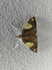 Atelocentra chloraspis