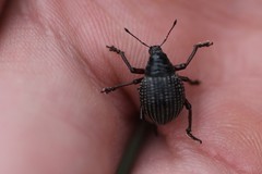 Catasarcus transversalis