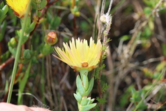 Lampranthus glaucus