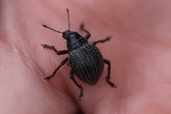 Catasarcus transversalis