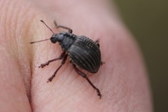 Catasarcus transversalis