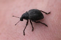 Catasarcus transversalis