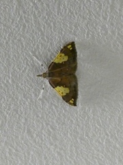 Atelocentra chloraspis