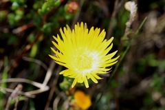 Lampranthus glaucus