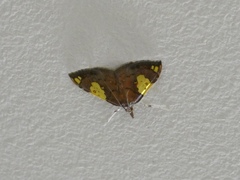 Atelocentra chloraspis