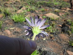 Dimorphotheca spectabilis