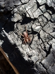 Asthenoctenus borellii