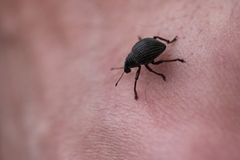 Catasarcus transversalis