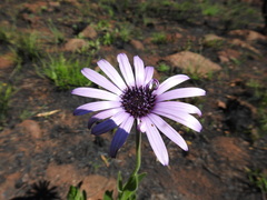 Dimorphotheca spectabilis