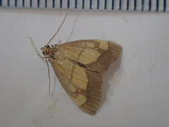 Evergestis limbata