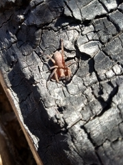 Asthenoctenus borellii