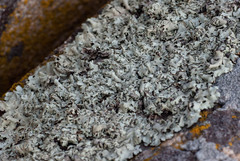 Xanthoparmelia stenophylla