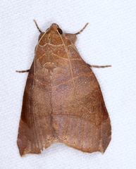 Bastilla hamatilis
