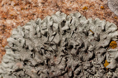 Xanthoparmelia stenophylla