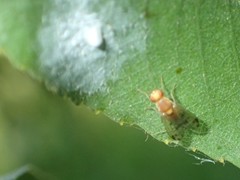 Homoneura occidentalis