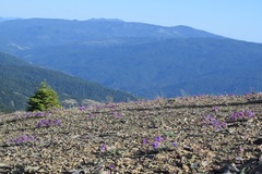Penstemon purpusii