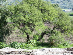 Eysenhardtia polystachya