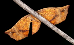 Parepisparis excusata