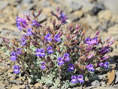 Penstemon purpusii