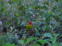 Piranga erythrocephala