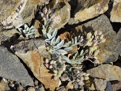 Physaria occidentalis occidentalis