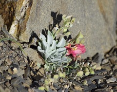 Physaria occidentalis occidentalis