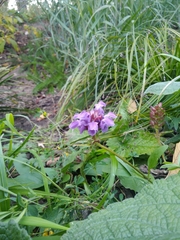 Prunella grandiflora